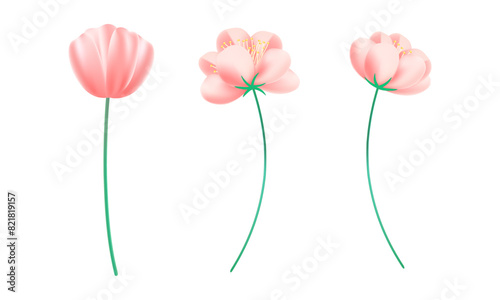 Realistic cherry blossoms on white background