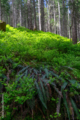 fern and blueberry bushes in the woods with light and shadow in spring photo