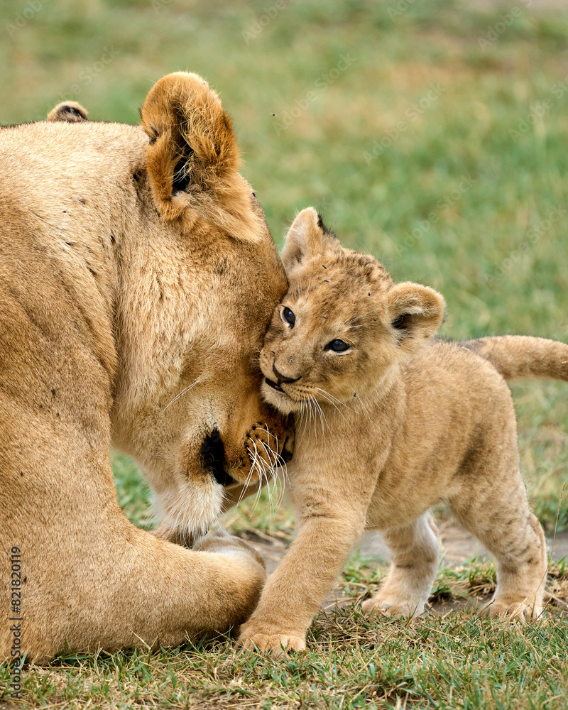 Naklejka premium Tender lioness caressing his cub with head