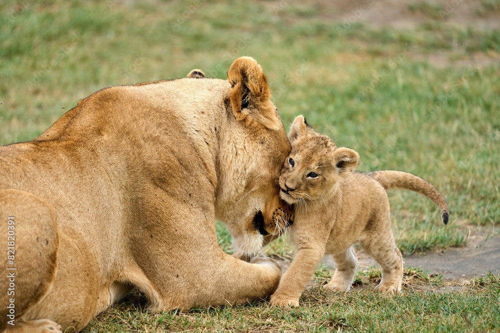 Naklejka premium Cub with tender lioness in the savanna