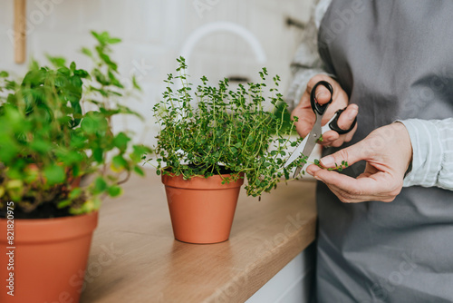 Hands of woman cutting thyme leaves with scissors at home photo