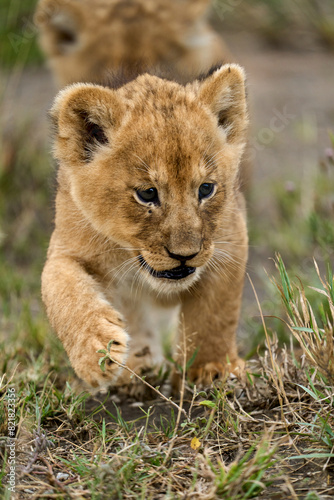 Little lion cub walking with family in the savanna