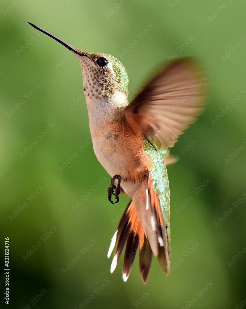 Obraz premium close up of female broad tailed hummingbird hovering in flight in summer in broomfield, colorado