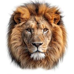 front view of lion head isolated on transparent background ,lion face png ,generative ai
