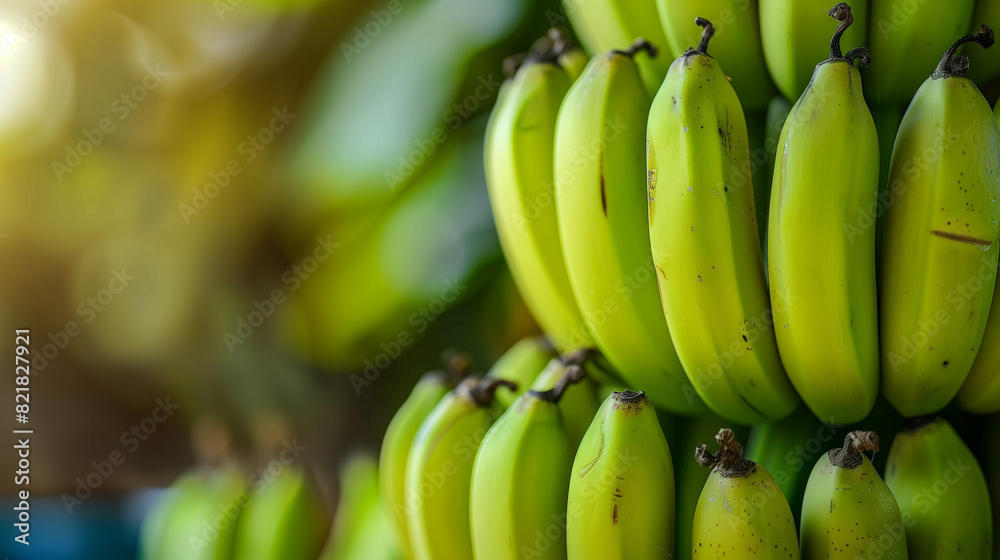 Copy space photography of fresh green banana bunches, abundant harvest of bananas.