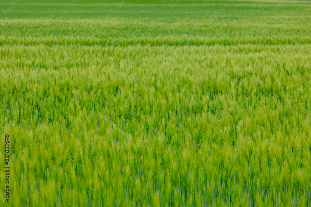 Selective focus of young green barley (gerst) in the field, Hordeum vulgare, Texture of soft ears of wheat in the farm, Agriculture industry in countryside, Nature pattern background. Selective focus of young green barley (gerst) in the field, Hordeum vulgare, Texture of soft ears of wheat in the farm, Agriculture industry in countryside, Nature pattern background.