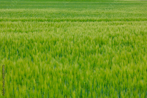 Selective focus of young green barley (gerst) in the field, Hordeum vulgare, Texture of soft ears of wheat in the farm, Agriculture industry in countryside, Nature pattern background. photo