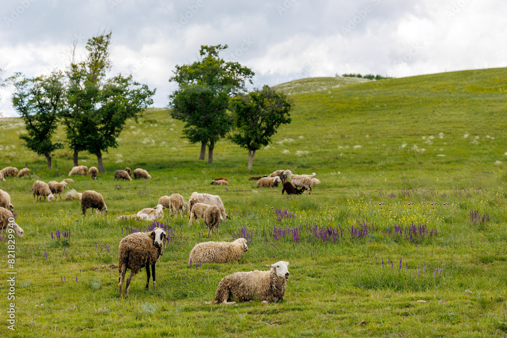 Obraz premium Herd of sheep on beautiful mountain meadow. Georgia. Beautiful sunny landscape background on mountainous terrain