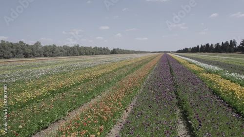 Field aerial video of Ranunculus in Kibbutz Nir Yitzhak photo