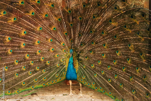 Peacock of intense blue color spreading its tail feathers, showing its colorful plumage at the Bachkovo Monastery, Plovdiv, Bulgaria photo