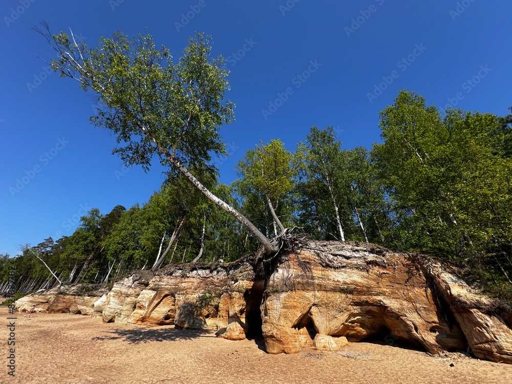 tree on the beach