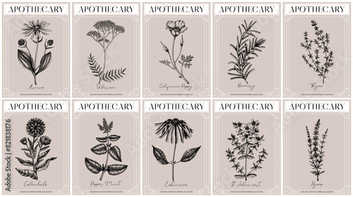 Apothecary labels set. Healing plants and medicinal herbs sketches. Art nouveua, adt deco, vintage, retro style. Frame design templates. NOT AI generated