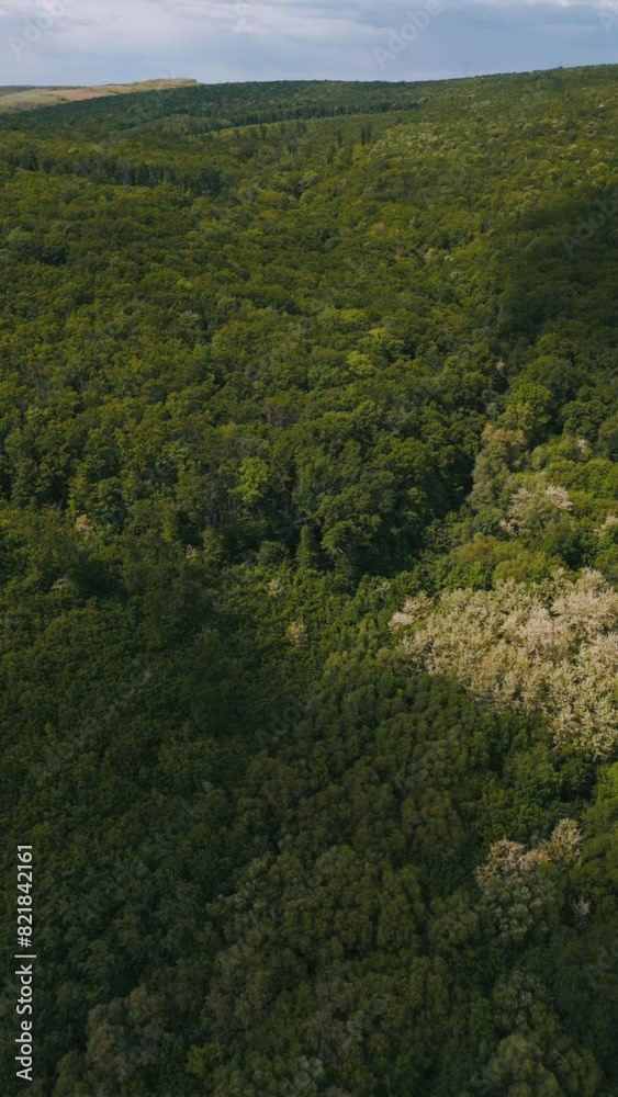 Aerial view shows lush green forest, highlighting its density, beauty, and intricate ecosystem during daytime Aerial view shows lush green forest, highlighting its density, beauty, and intricate ecosystem during daytime