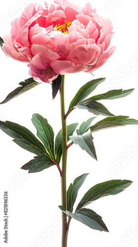 Pink peony isolated on white background