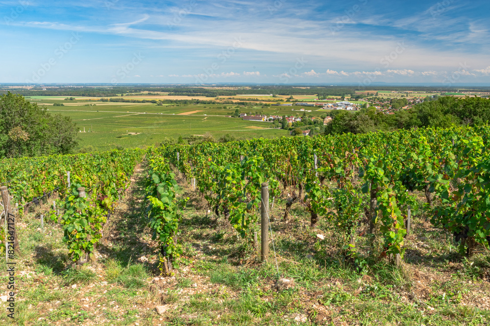 View of vines from the heights of Chambolle Musigny with slope descending to plain View of vines from the heights of Chambolle Musigny with slope descending to plain