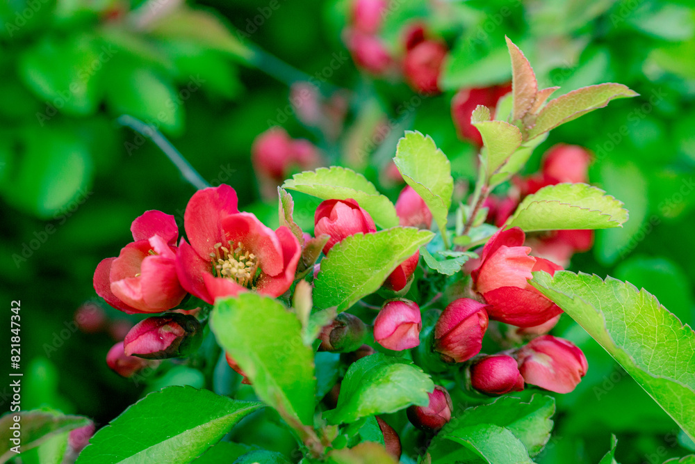 Red quince flowers in spring. Red quince flowers in spring.