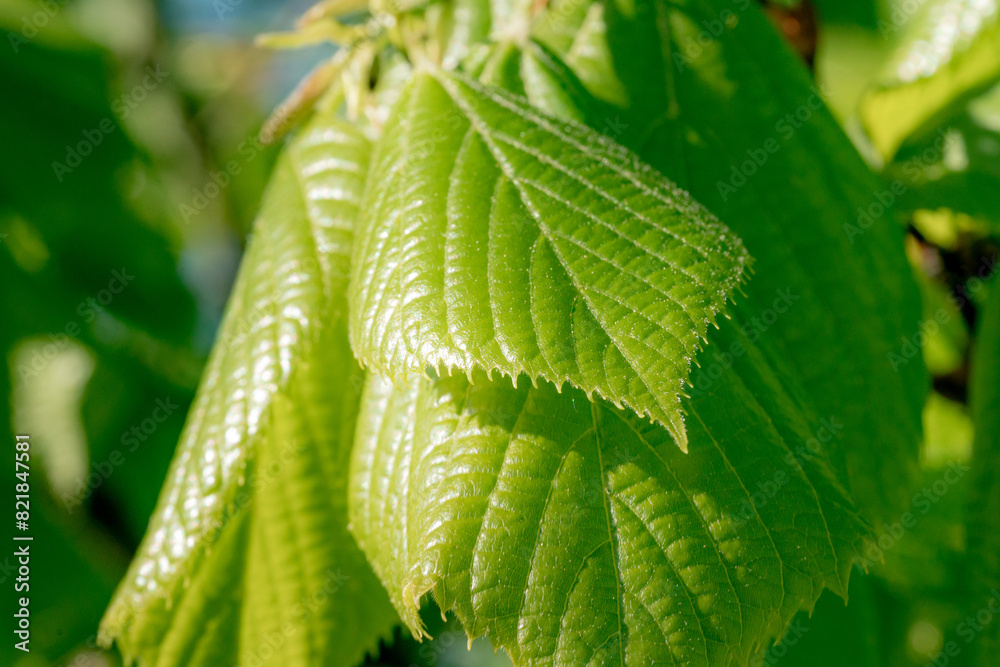 The linden tree has new green spring leaves. The linden tree has new green spring leaves.