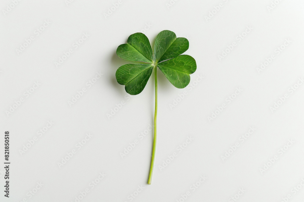four-leaf shamrock on white background four-leaf shamrock on white background