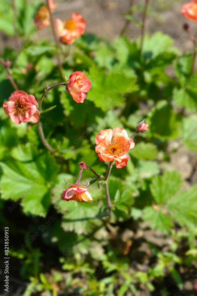 Avens Mango Lassi flowers Avens Mango Lassi flowers