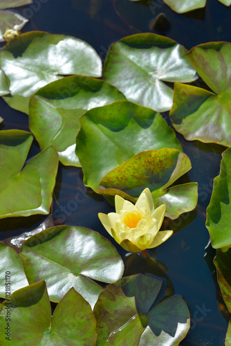 Hardy Water Lily Marliacea Chromatella flower photo