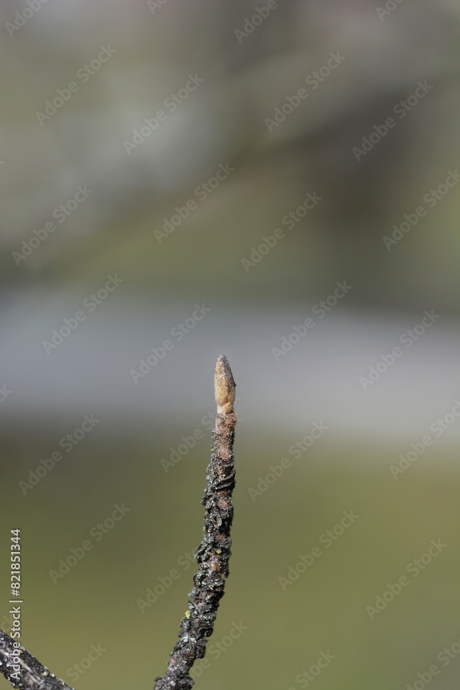 Japanese Witch Hazel Zuccariniana branch with buds Japanese Witch Hazel Zuccariniana branch with buds