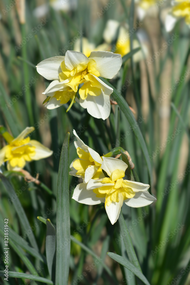 Butterfly Daffodil Smiling Twin flowers