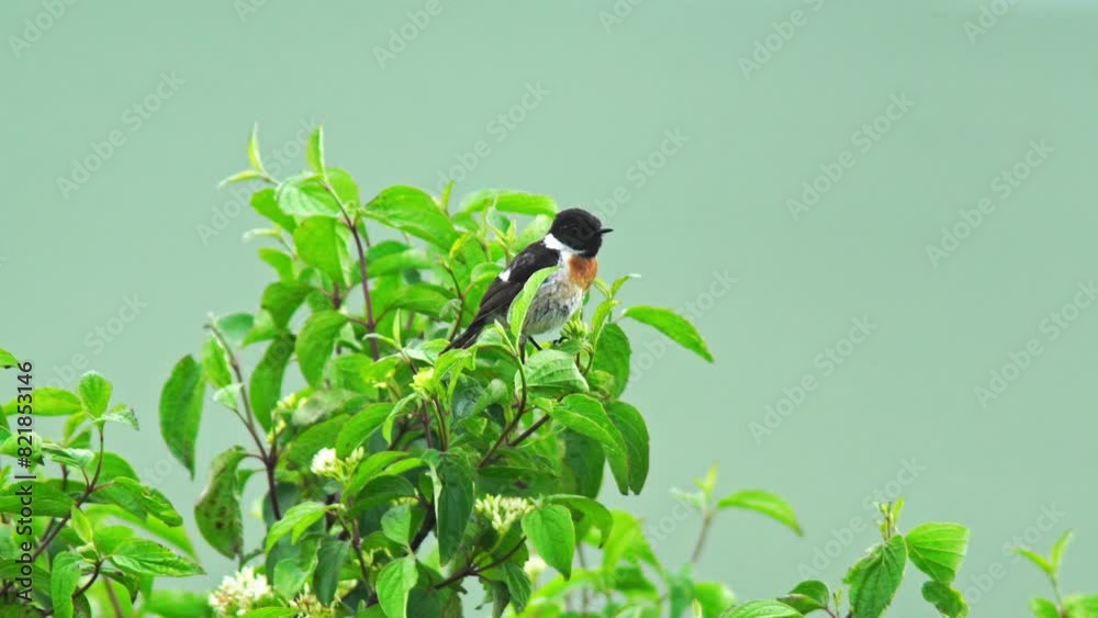 one Male Stonechat sits on a branch with green leaves in the morning and enjoys the warm sun in Magdeburg, Saxony Anhalt, Germany, Europe