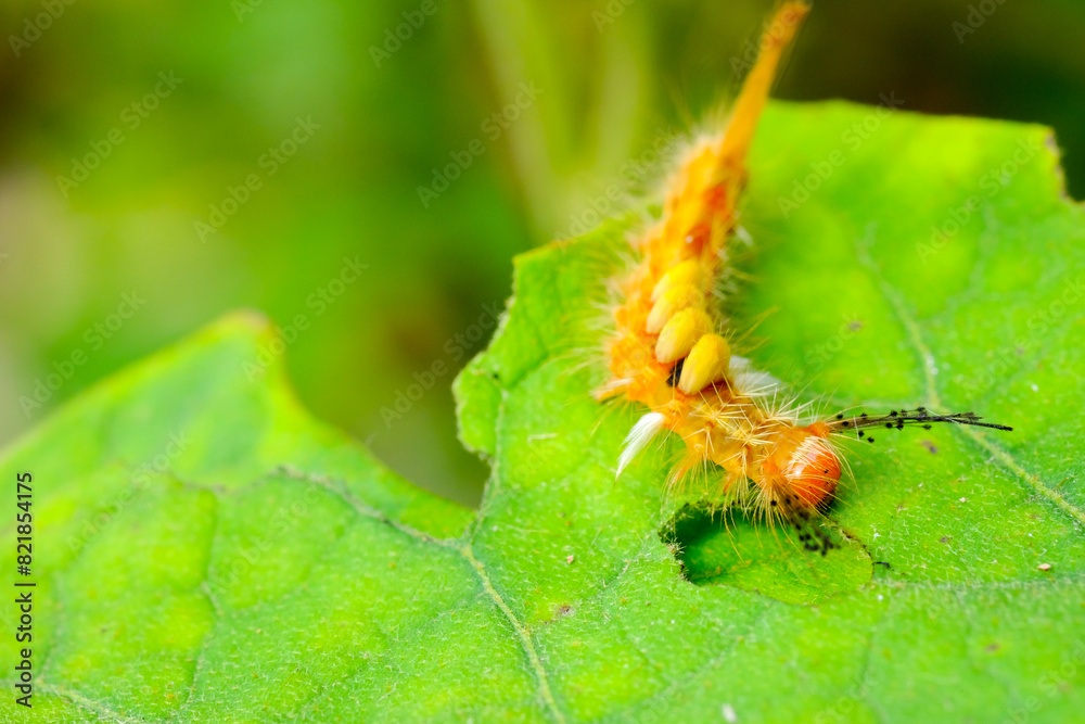 Fototapeta premium close up the worm on green leaf