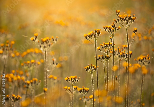 Wiosenna łąka, pola żółtych kwiatów, tapeta, dekoracja. photo