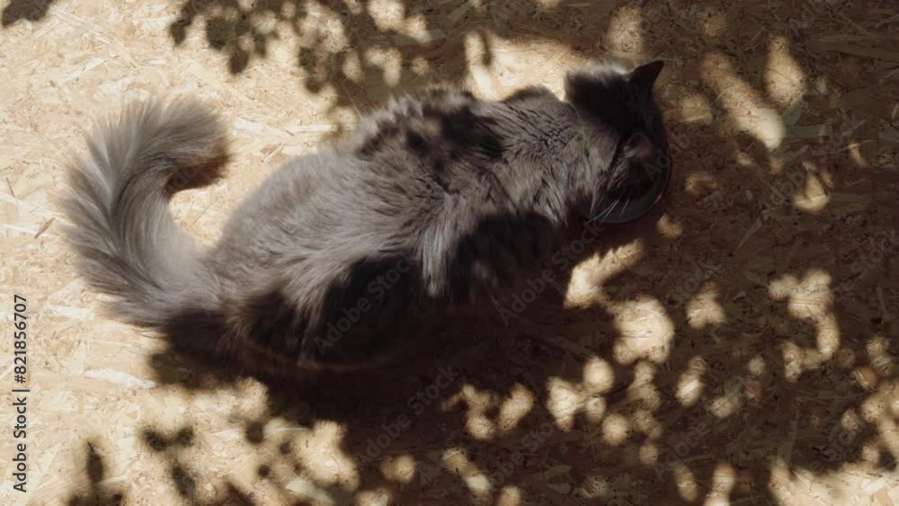 Cat eating wet food, directly above static shot under sunlight Cat eating wet food, directly above static shot under sunlight