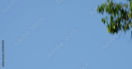 Captured from under as it flies towards a tree, Great Hornbill Buceros bicornis photo