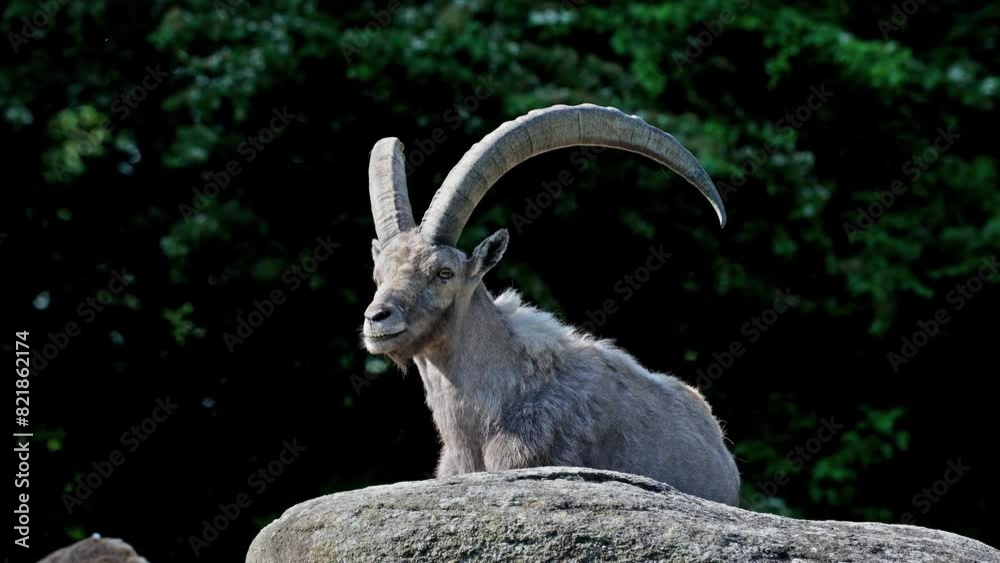 Male mountain ibex or capra ibex sitting on a rock in a german park