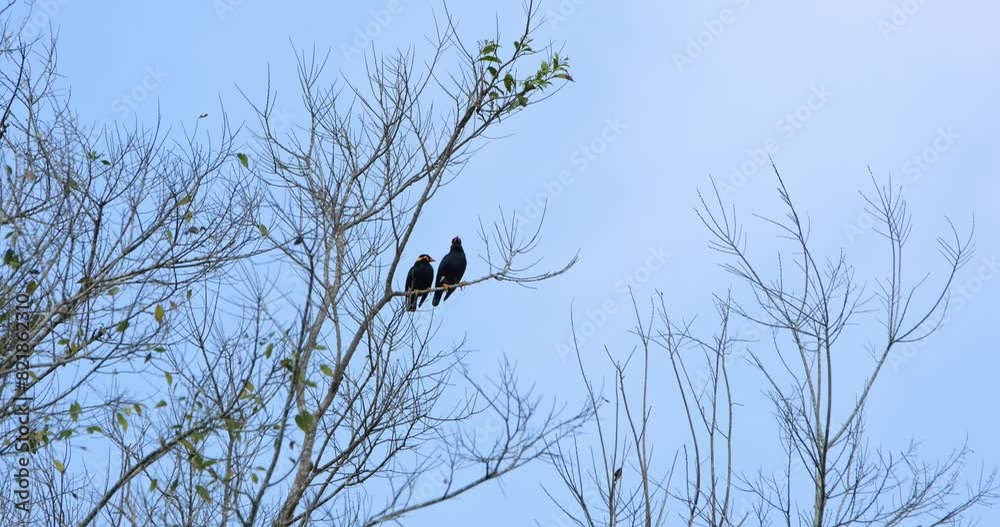 Two individuals perched together on a twig with blue sky and some clouds, Common Hill Myna Common Hill Myna Two individuals perched together on a twig with blue sky and some clouds, Common Hill Myna Common Hill Myna