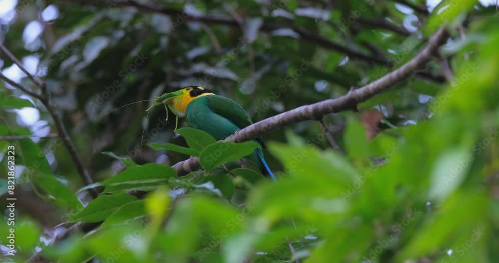 Seen with a big Katydid for a meal just before dark as it slams it on its perch before eating, Long-tailed Broadbill Psarisomus dalhousiae Seen with a big Katydid for a meal just before dark as it slams it on its perch before eating, Long-tailed Broadbill Psarisomus dalhousiae