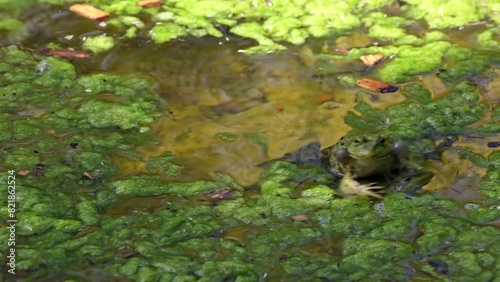 Common frog, Rana temporaria, single reptile croaking in water, also known as the European common frog or European grass frog is a semi-aquatic amphibian of the family Ranidae 