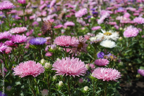 Colorful pink, violet and white flowers of China asters in September