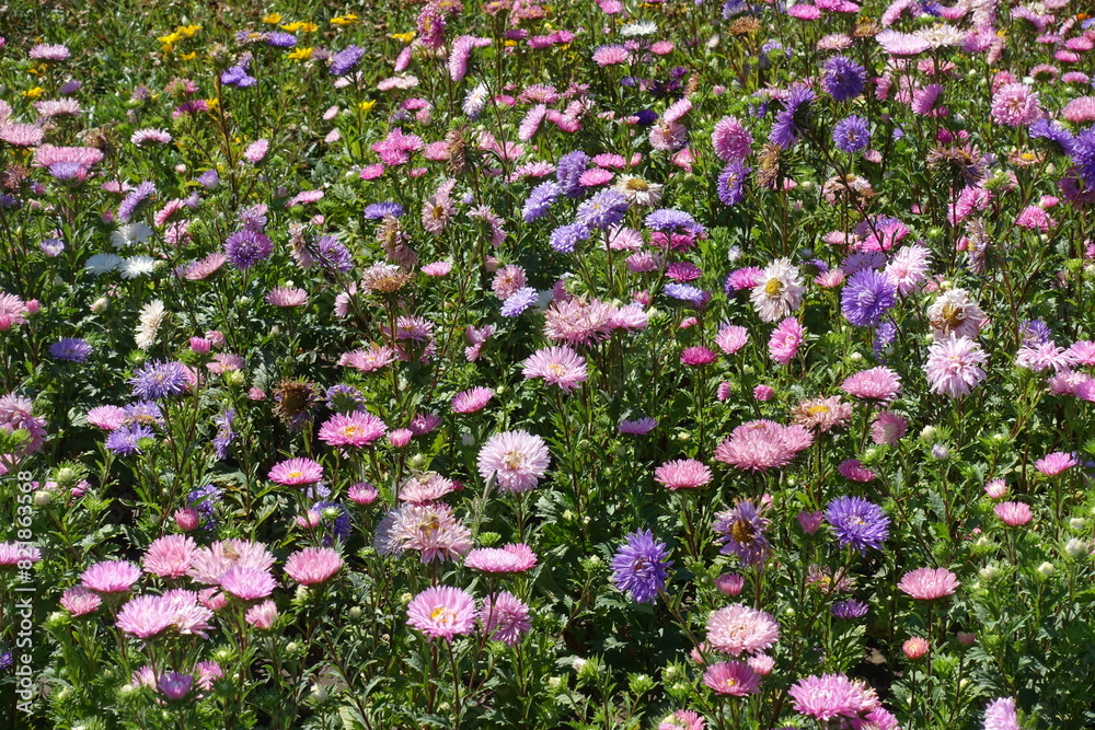 Naklejka premium Multifold pink, violet and white flowers of China asters in August