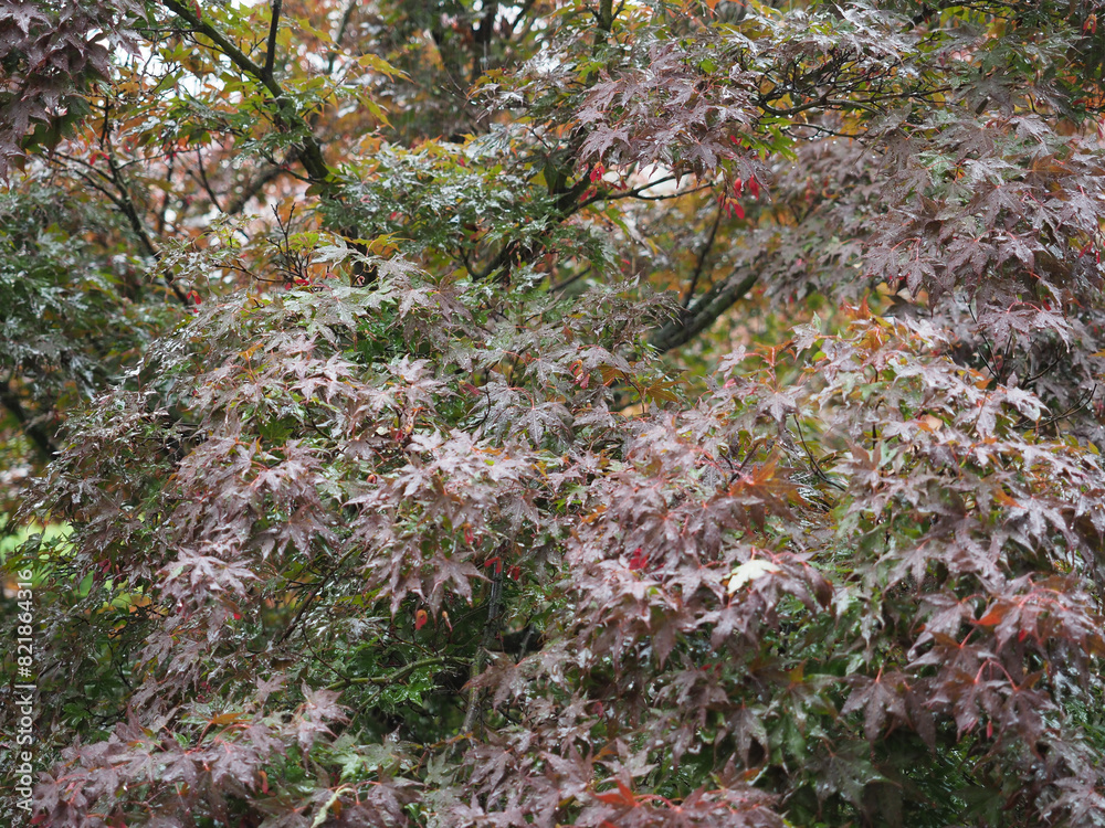 Fototapeta premium red maple leaves background