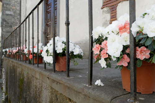 Potted flowering plants of Azalea in a row . Azaleas are flowering shrubs in the genus Rhododendron