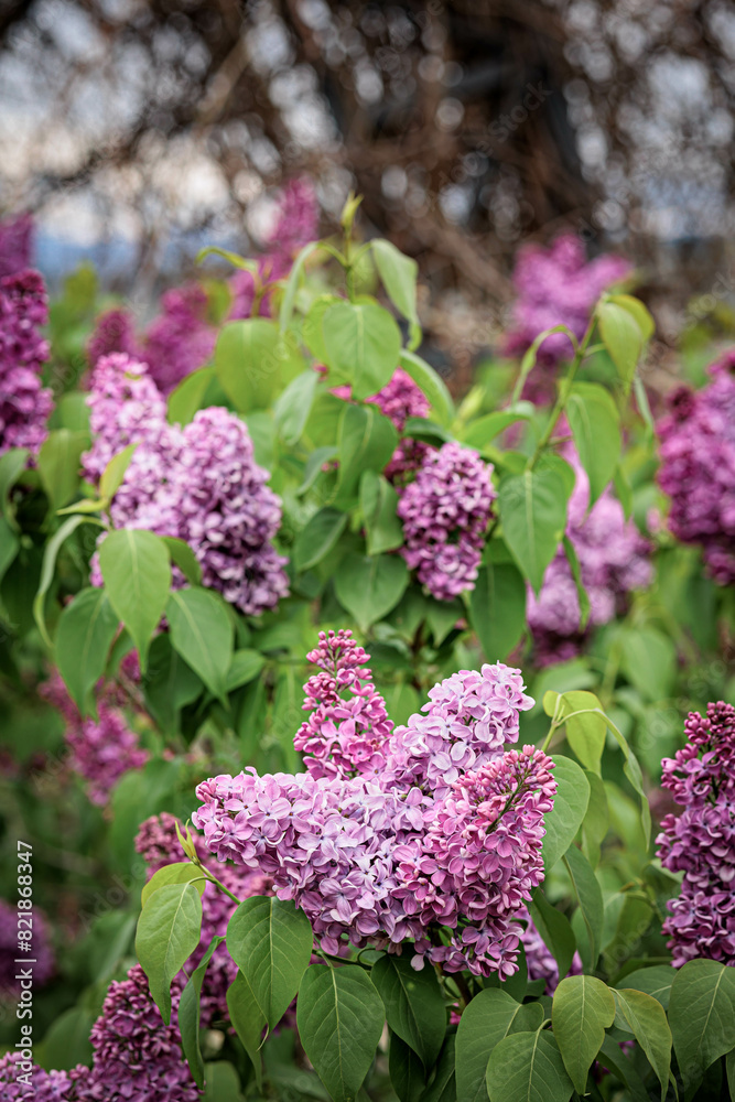 beautiful purple lilac blossoms on a branch in the Botanical Garden park, Tbilisi, Georgia beautiful purple lilac blossoms on a branch in the Botanical Garden park, Tbilisi, Georgia
