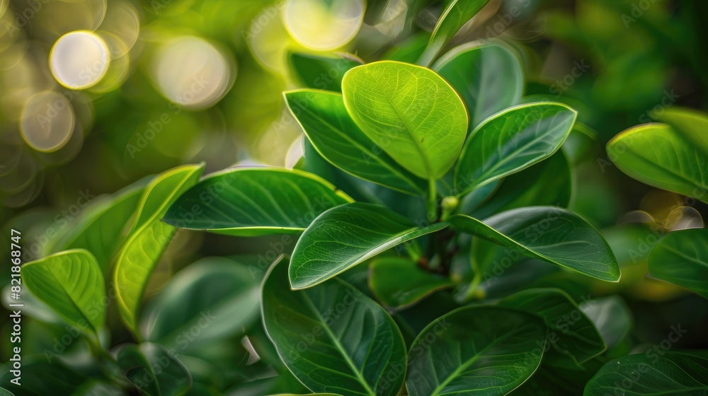 Fototapeta premium A close-up of lush green tropical leaves with a blurred background, providing a perfect space for text or pattern design
