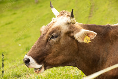 gehornte Kuh beim wiederkäuen photo