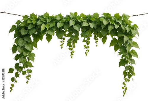 Green vine with green leaves on a transparent background. photo