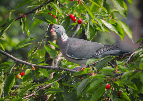Ringeltaube im Kirschbaum
