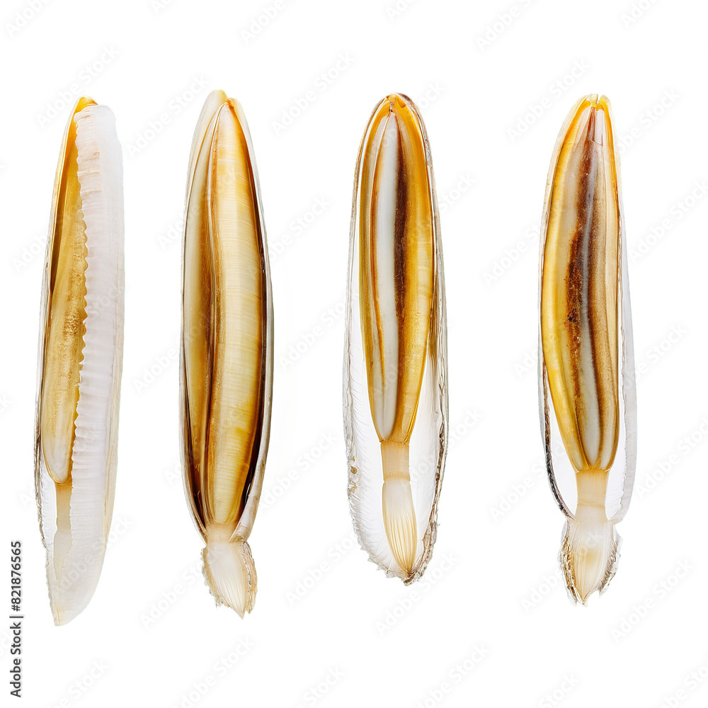 Raw razor clams long and narrow brown shells Food and culinary concept image Raw razor clams long and narrow brown shells Food and culinary concept image