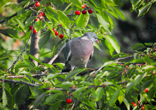 Ringeltaube und Kirschen