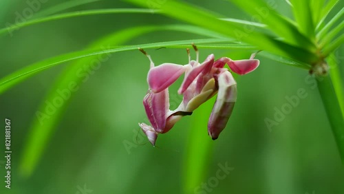 Pink Orchid Mantis rare insects in Thailand and Southeast-Asia.