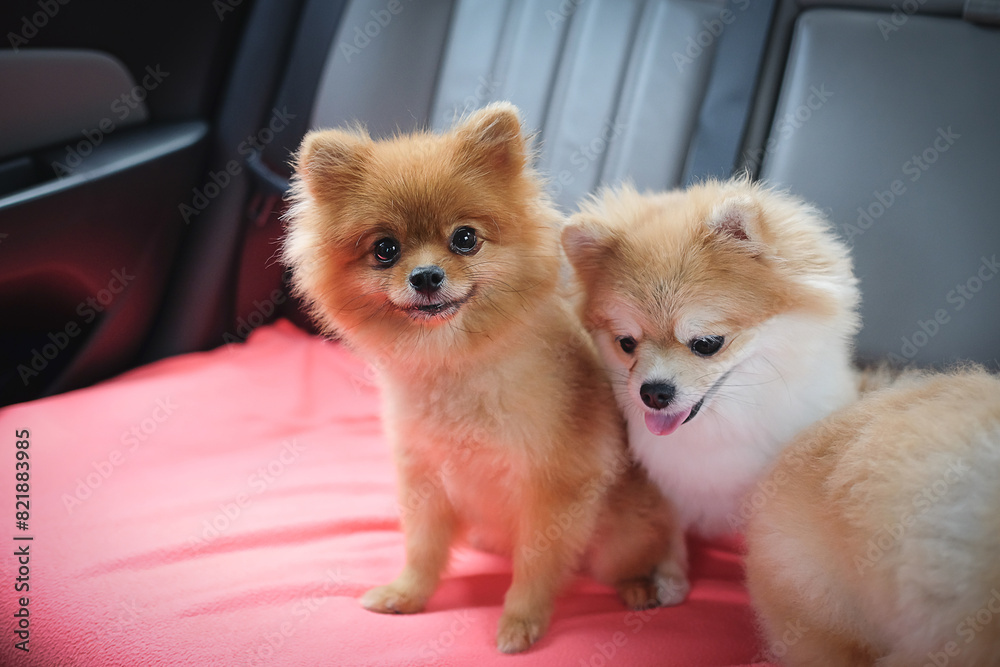 the pomeranian puppies on the couch with dramatic tone
