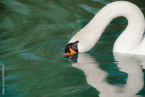 A white swan has lowered its head into the water and is looking for food in the lake.
