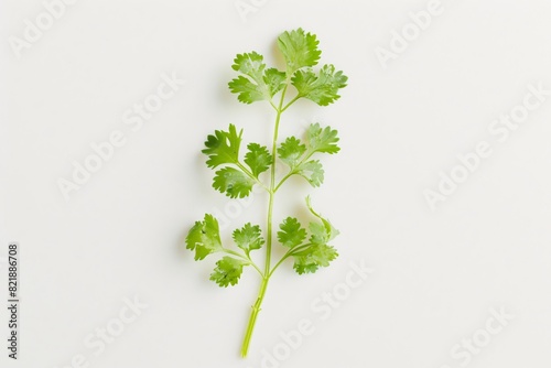 a green leafy plant on a white surface